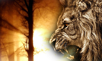 Angry Lion, big, face, , cat, wild animal HD wallpaper