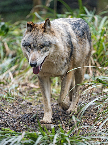 Animals, Muzzle, Predator, Wolf, Protruding Tongue, Tongue Stuck Out HD phone wallpaper