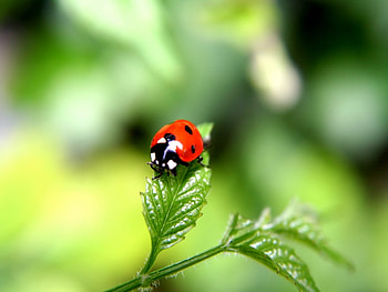 Insects, Ladybugs HD wallpaper