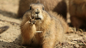 Groundhog Day 2019, Festive , Celebratory vibes, Fun holiday HD wallpaper