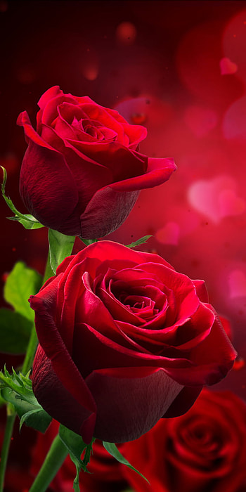 red rose, red flower, bokeh, nature, rose HD phone wallpaper