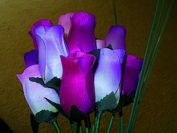 Love of purple, purple, tulip, flower, love, nature HD wallpaper