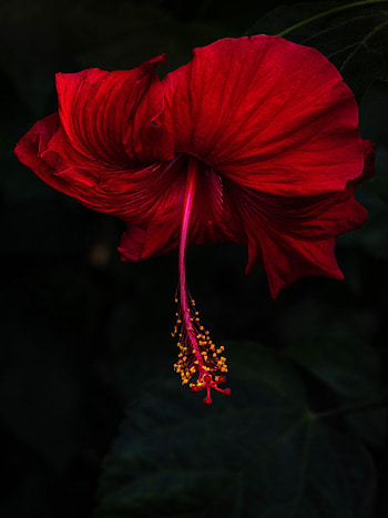 Nature's flowers, Serene beauty, Floral graphy, Beautiful blooms HD phone wallpaper