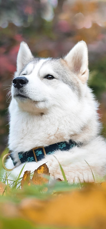 Husky dog, Proud face, Portrait graphy, Wide-screen HD phone wallpaper