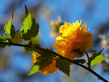 Plants, Flowers HD wallpaper