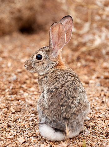 Animals, Fluffy, Ears, Profile, Rabbit HD phone wallpaper