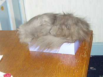 curled up., cat, curl fur, old box HD wallpaper