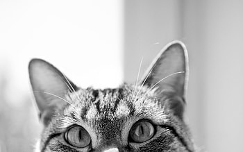 Animals, Cat, Muzzle, Hide, Sight, Opinion, Ears, Lurk HD wallpaper