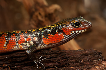 Animals, Color, Lizard, Reptile, Skink, Pangolin HD wallpaper