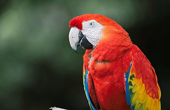 Parrot, animal, beak, red HD wallpaper