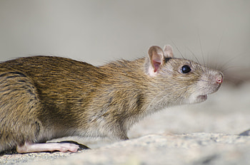 Rat Odor Discrimination, Sniffing Abilities, Disease Detection Potential, Innovative Research HD wallpaper