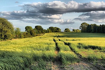 country_tracks, landscape, clouds, trees, sky, nature, grass, forest HD wallpaper