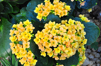 Flowers, Pebble, Bloom, Flowering, Room, Kalanchoe HD wallpaper