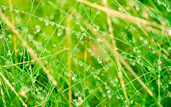 Grass, Drops, Macro, Light, Light Coloured, Net HD wallpaper