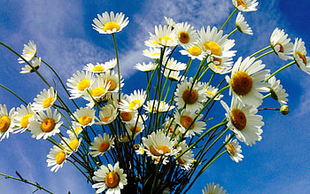Chamomile, sky, flowers, nice HD wallpaper