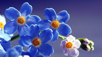 Blue Beautiful Flowers, blue, flowers, nature HD wallpaper