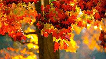 Autumn Tree, autumn, leaves, maple, tree HD wallpaper