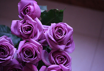 ღ❤ღ, rose, beautiful, macro, flower HD wallpaper