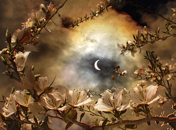 Eclipse, night, black, bloom, dark, tree, moon, light, clouds, flowers, sky HD wallpaper