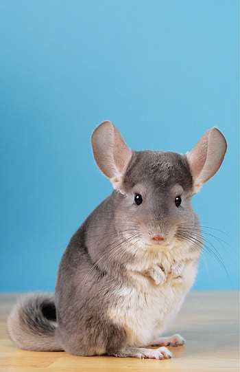 Caring for chinchillas, Complete care guide, Pet lovers' resource, Informative book HD phone wallpaper