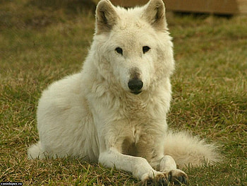 arctic wolf, white, timber, saying, black, wolves, canis lupus, art, , wolf, wisdom HD wallpaper