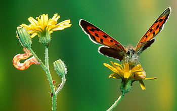 Butterflies, Insects HD wallpaper