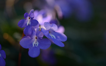 Plants, Flowers HD wallpaper