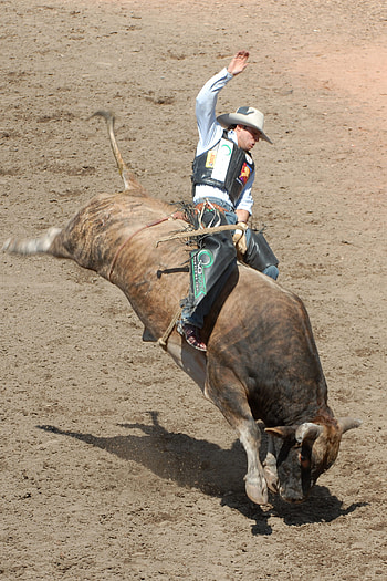 Bull riding, Sport, Wikipedia HD phone wallpaper