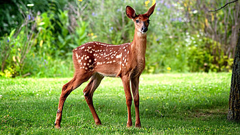 Wild deer closeup, Wildlife beauty, Majestic creature, Nature's wonder HD wallpaper