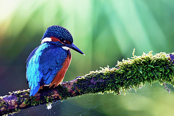 Animals, Bird, Beak, Branch, Color, Common Kingfisher, Ordinary Kingfisher HD wallpaper
