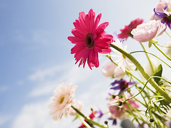 blue sky, blue, sky, flowers HD wallpaper