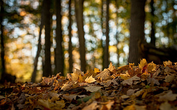 Nature, Autumn, Leaves, Forest, Land, Earth, Maple, Withering HD wallpaper