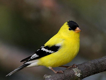 Yellow Bird, beautiful, bird, , yellow HD wallpaper