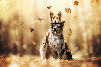 Autumn Companions — Dog, Animal, dog HD wallpaper