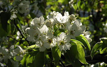 Flowers, Leaves, Bloom, Flowering, Branch, Spring HD wallpaper