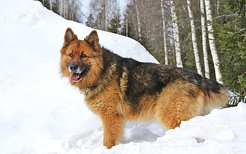 Animals, Winter, Snow, Dog, Stroll HD wallpaper