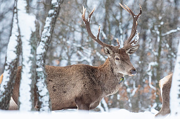 New fallow deer releases, Rhodope mountains, Natural recovery, Rewilding process HD wallpaper