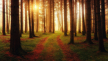 pine tree , Nature's beauty, Refreshing landscapes, Serene scenery HD wallpaper