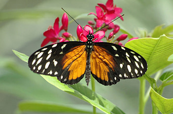 orange butterfly, greatest, first, awesome, grand, colors, doozie, legend, fab, inconceivable, tops, jungle, striking, arizona, breathtaking, legendary, tame, petal, superb, impressive, leaves, green, blowing, best, 10, dream, 1st, great, primo, spectacular, a-1, remarkable, wild, beauty, first class, quiet, out-of-sight, turn-on, butterfly, tamed, unbelievable, marvel, astonishing, incredible, color, astounding, a-ok, impress, prodigious, extra, regard, feral, forest, admiration, design, phoenix, , aces, breathe, outrage, admire, 1st class, respect, Creator, unreal, immense, earth, Creation, wing, fantastic, flower, physical, groovy, stupendous, astonishment, office, fictitious, insect, on, breath, untame, terrific, turn, God, outrageous, leaf, rad, natural, Create, nectar, top, wonderment, out-of-this-world, top drawer, uncommon, peachy, loud, mind blowing, , dramatic, extravagant, astonish, wonder, rain, phenomenal, mind, orange, super, ten, untamed, red, cool, marvelous, spectacle HD wallpaper