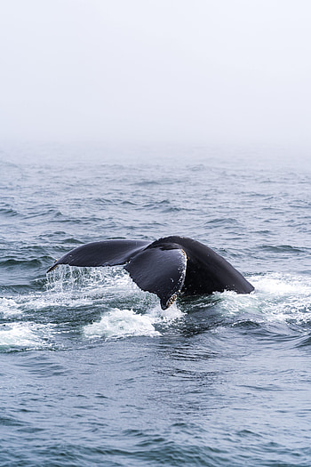 Animals, Sea, Horizon, Animal, Whale, Tail HD phone wallpaper