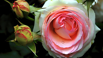 Rose, flowers, buds, roses, petals HD wallpaper