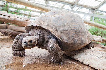 Aldabra Giant Tortoise, Bernard Ferme aux Crocodiles, Exotic wildlife, French sanctuary HD wallpaper