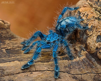 spider, blue, animal, danger, reptile HD wallpaper