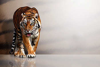 The magnificent tiger for Carl, tiger, color, expression, , new HD wallpaper