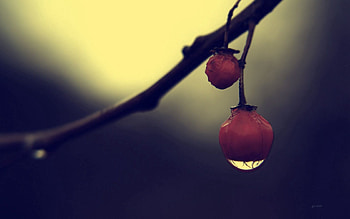 Drops, Macro, Branch, Shadow, Berry HD wallpaper