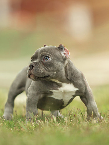 American Bully, Puppies HD phone wallpaper