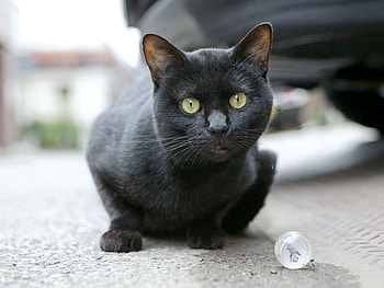 Animals, Cat, Muzzle, Sight, Opinion HD wallpaper