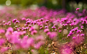 Flowers, Pink, Macro, Bokeh, Boquet HD wallpaper