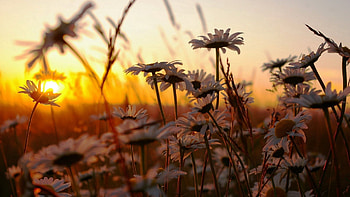 Nature, Flowers, Sunset, Sky, Camomile, Field HD wallpaper