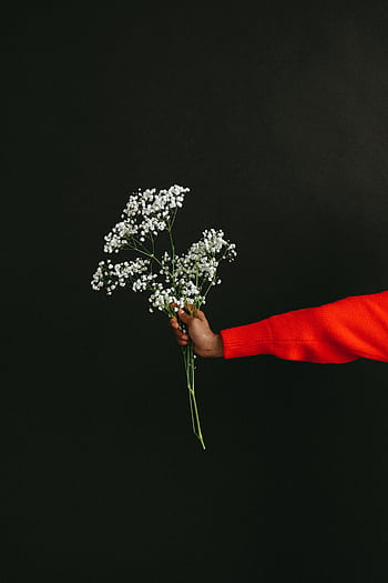 A hand holding a delicate bouquet of baby's breath against a black background, creating a minimalist and elegant composition. HD phone wallpaper